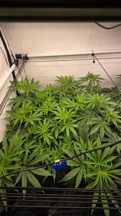 CCG / Sensi Malibu OG Gold. Week 7 - Tag 53
Blütetag 12
