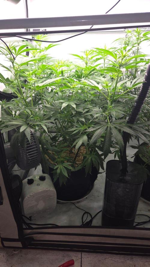 Malibu OG Gold Fem. Week 7