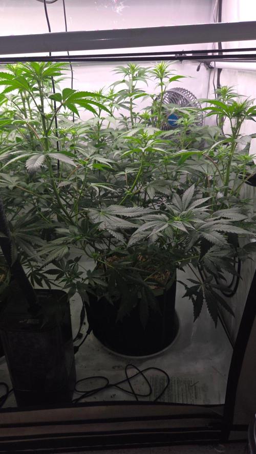 Tropicanna Poison F1 Fast Version. Week 7