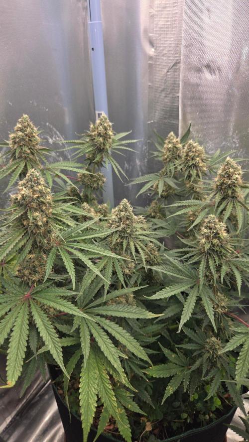 T.H.Seeds Bubble Banana Gum. Week 11 - Tag 81
Blütetag 46
