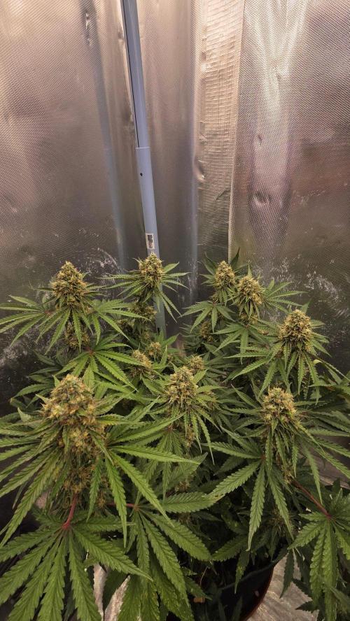 T.H.Seeds Bubble Banana Gum. Week 11 - Tag 80
Blütetag 45