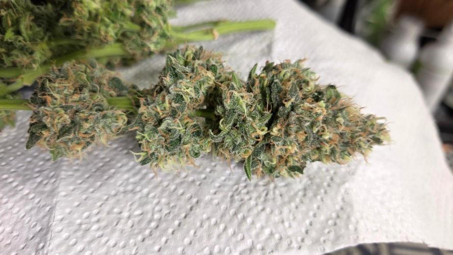 Afghan Noir. Week 12 - Tag 80