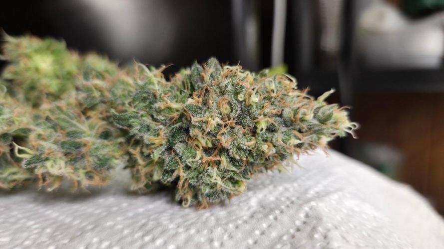 Afghan Noir. Week 12 - Tag 80