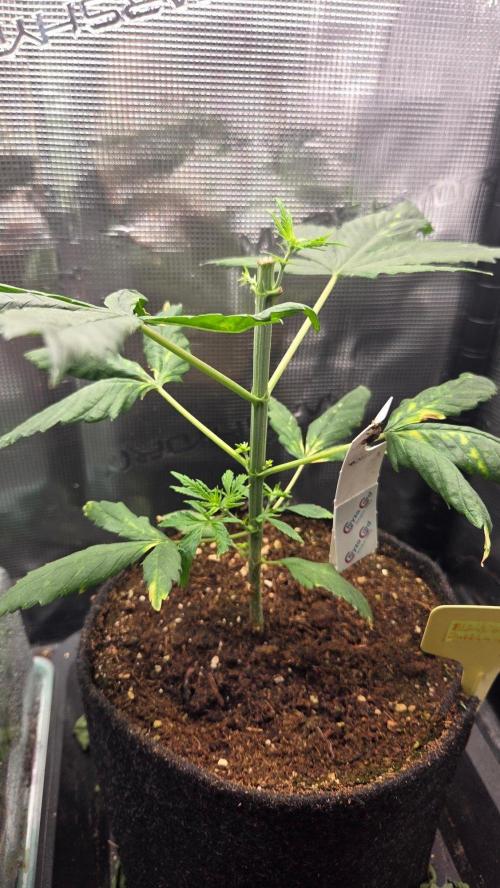 Ambient R120. Week 4