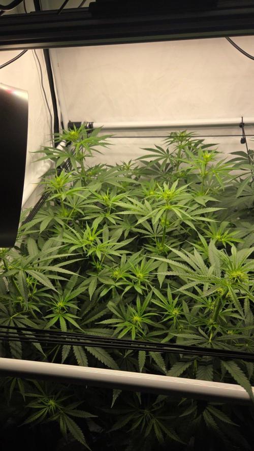CCG / Sensi Malibu OG Gold. Week 7 - Tag 55
Blütetag 14