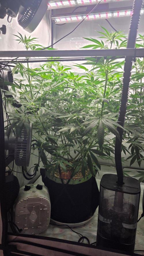 CCG / Sensi Malibu OG Gold. Week 7 - Tag 55
Blütetag 14
