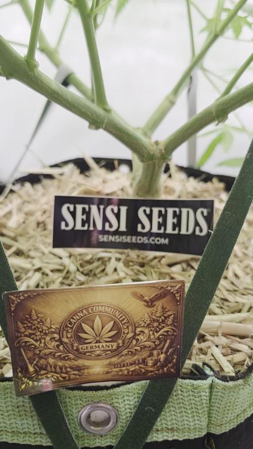 CCG / Sensi Malibu OG Gold