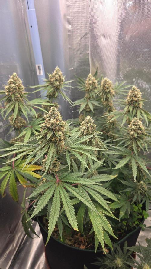 T.H.Seeds Bubble Banana Gum. Week 11 - Tag 82
Blütetag 47