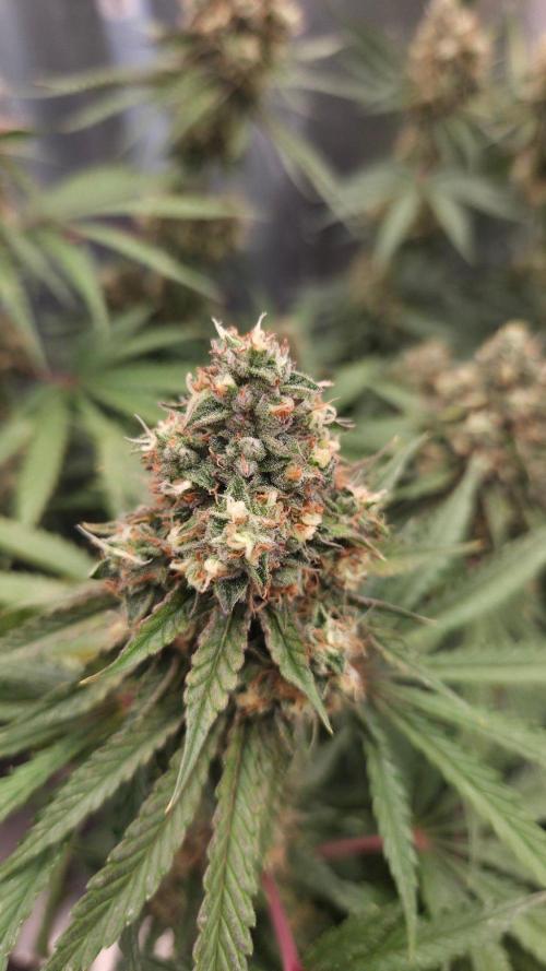 T.H.Seeds Bubble Banana Gum. Week 11 - Tag 82
Blütetag 47