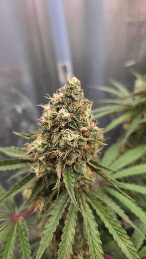 T.H.Seeds Bubble Banana Gum. Week 11 - Tag 83
Blütetag 48