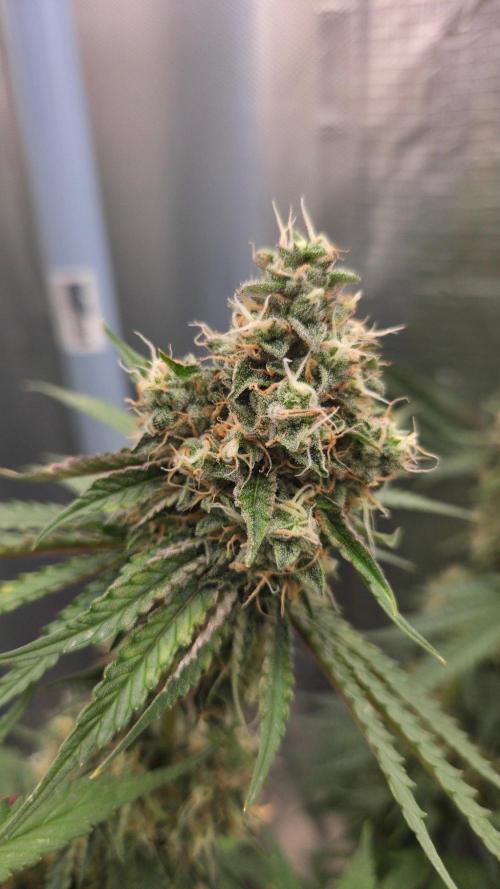 T.H.Seeds Bubble Banana Gum. Week 11 - Tag 83 Blütetag 49