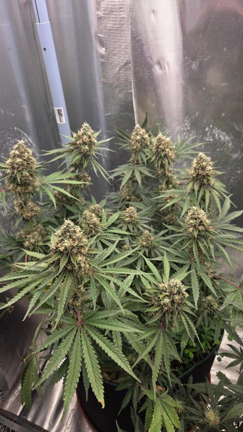 T.H.Seeds Bubble Banana Gum. Week 11 - Tag 83 
Blütetag 49