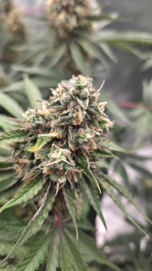 T.H.Seeds Bubble Banana Gum. Week 11 - Tag 83
Blütetag 49
