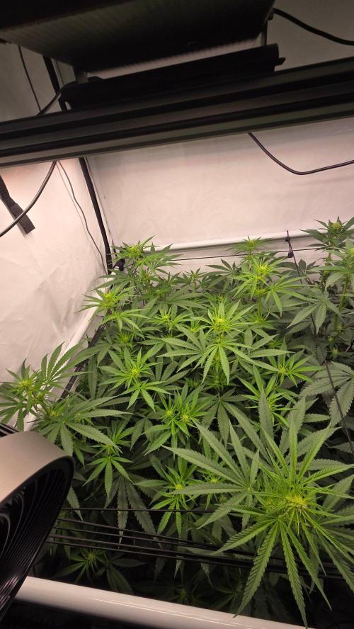 CCG / Sensi Malibu OG Gold. Week 7 - Tag 56
Blütetag 15
