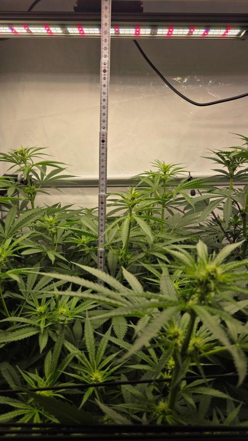 CCG / Sensi Malibu OG Gold. Week 7 - Tag 56
Blütetag 15