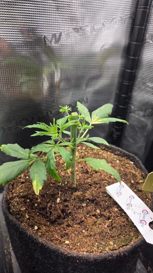 Ambient R120. Week 4