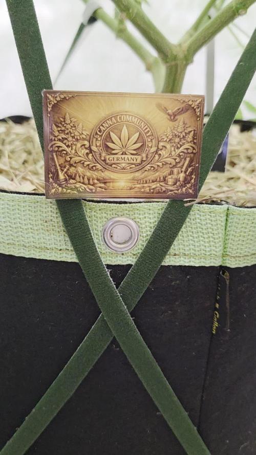 CCG / Sensi Malibu OG Gold