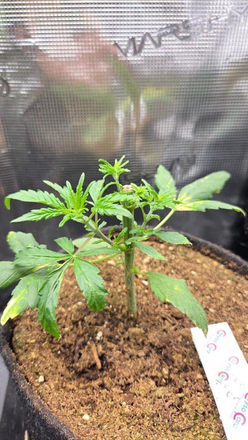 Ambient R120. Week 4