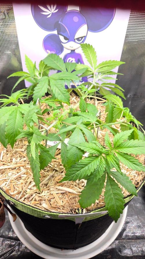 Future Island. Week 4