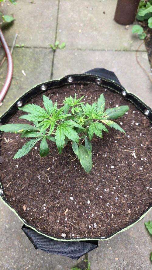 Ambient R120. Week 4