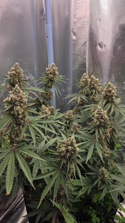 T.H.Seeds Bubble Banana Gum. Week 12 - Tag 86
Blütetag 51