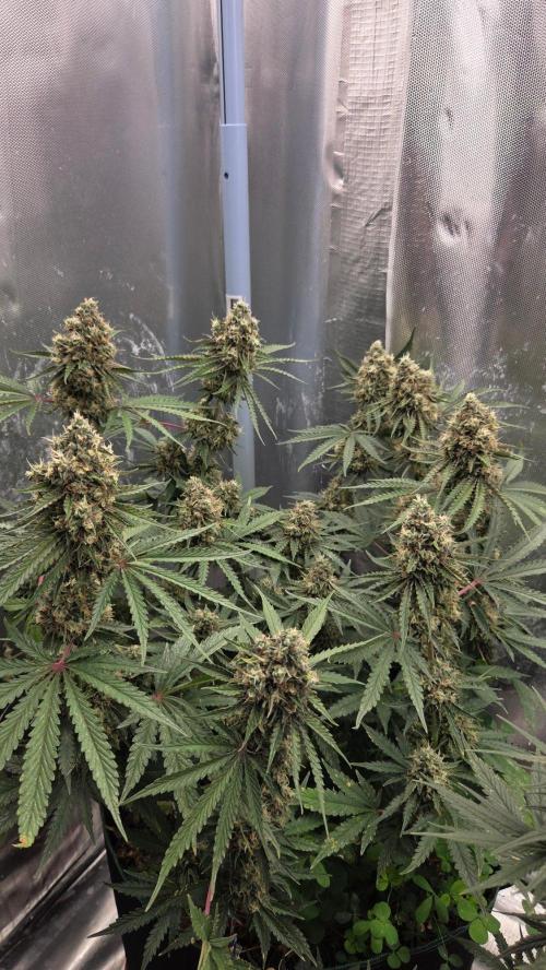 T.H.Seeds Bubble Banana Gum. Week 12 - Tag 85
Blütetag 50