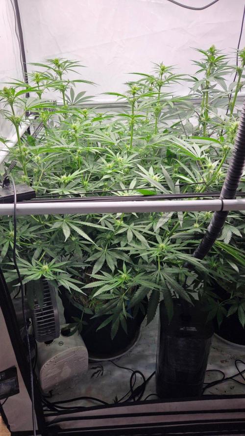 CCG / Sensi Malibu OG Gold. Week 8 - Tag 58
Blütetag 17