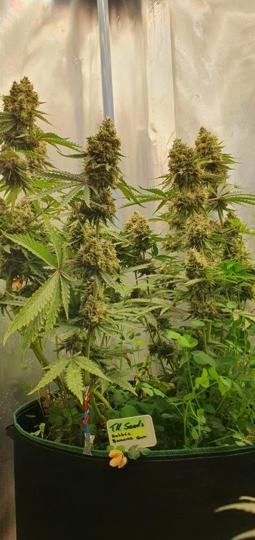 T.H.Seeds Bubble Banana Gum. Week 12 - Tag 87
Blütetag 52