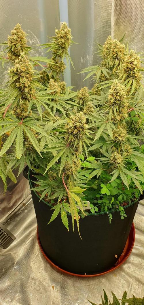 T.H.Seeds Bubble Banana Gum. Week 12 - Tag 88
Blütetag 53