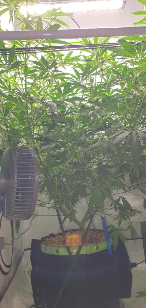 CCG / Sensi Malibu OG Gold. Week 8 - Tag 59
Blütetag 18