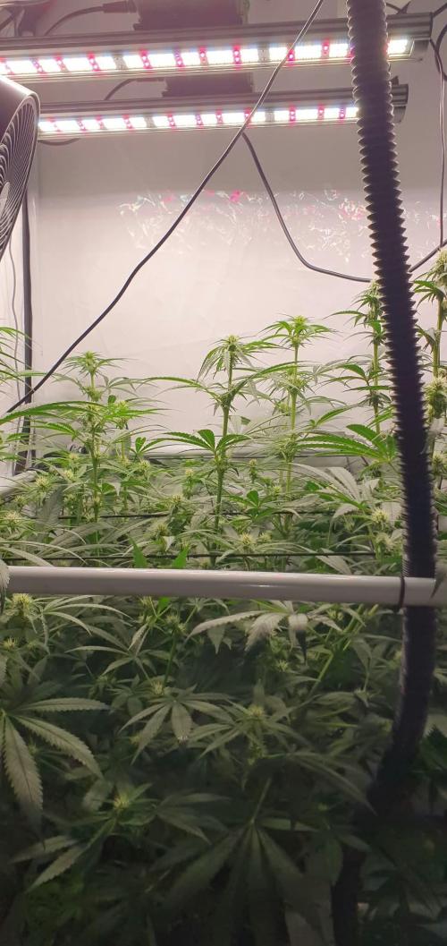 CCG / Sensi Malibu OG Gold. Week 8 - Tag 59
Blütetag 18