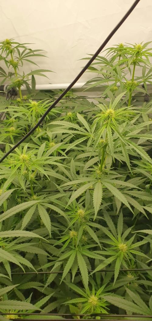 Malibu OG Gold Fem. Week 8