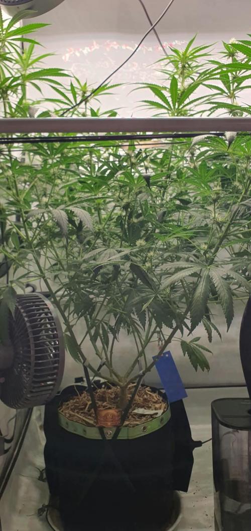 CCG / Sensi Malibu OG Gold. Week 8 - Tag 60
Blütetag 19