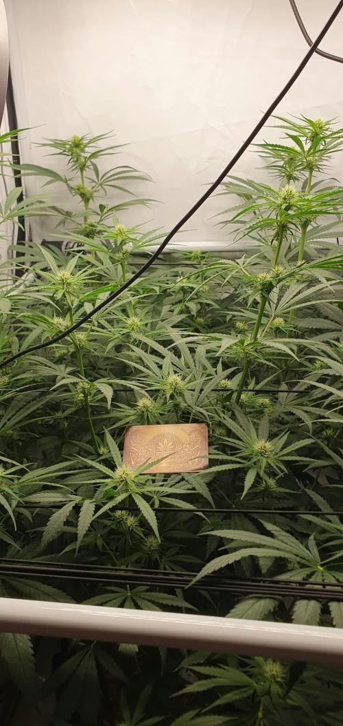 Malibu OG Gold Fem. Week 8