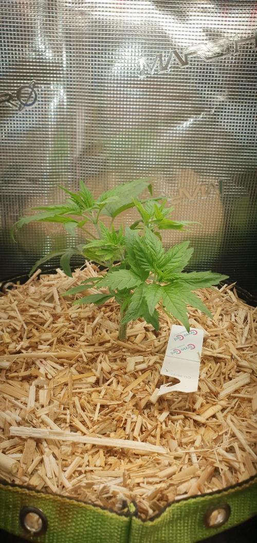 Ambient R120. Week 4