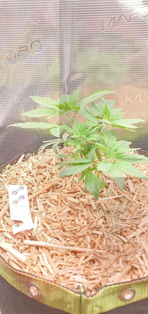 Ambient R120. Week 5