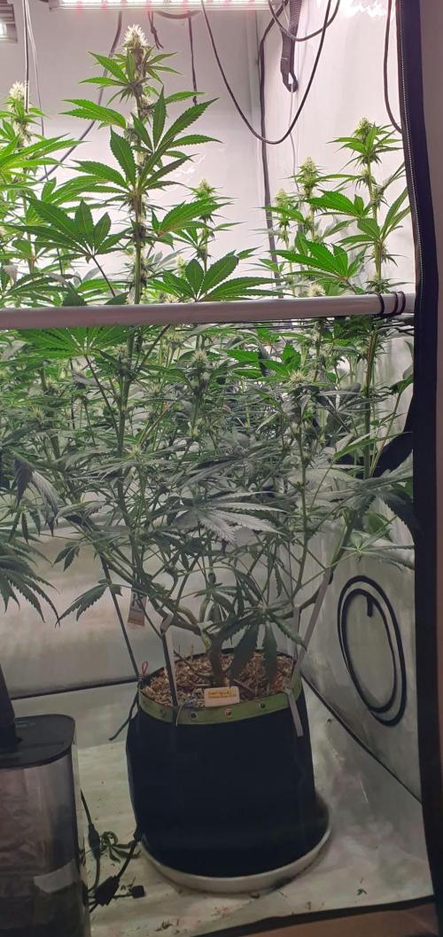 Tropicanna Poison F1 Fast Version. Week 8