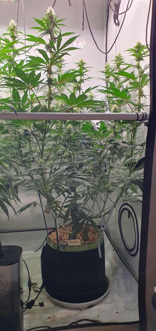 Tropicanna Poison F1 Fast Version. Week 8