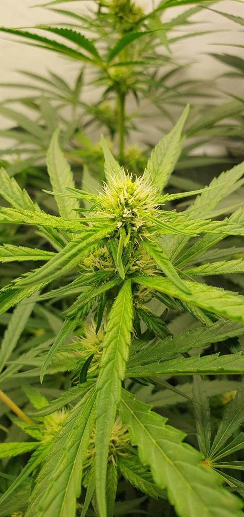 CCG / Sensi Malibu OG Gold. Week 8 - Tag 61
Blütetag 20