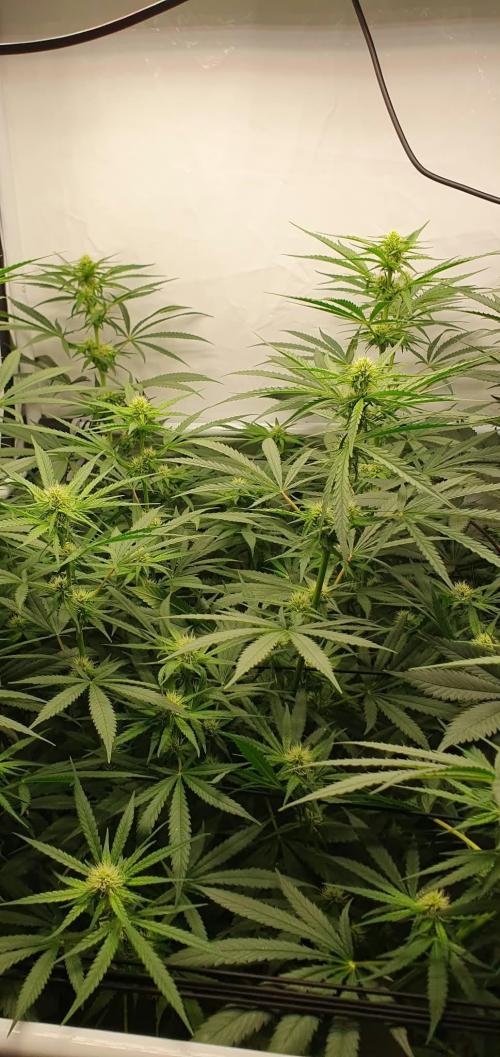CCG / Sensi Malibu OG Gold. Week 8 - Tag 61
Blütetag 20