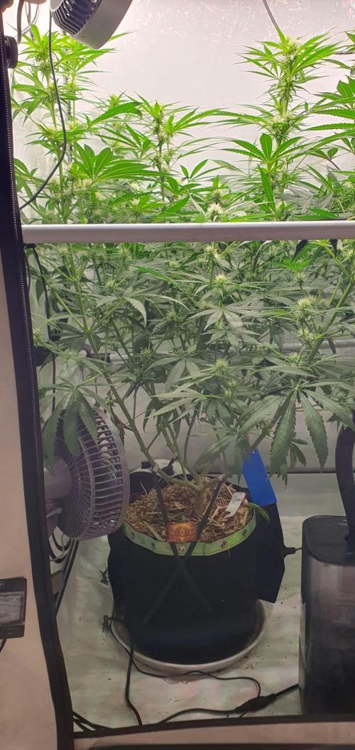 CCG / Sensi Malibu OG Gold. Week 8 - Tag 61
Blütetag 20