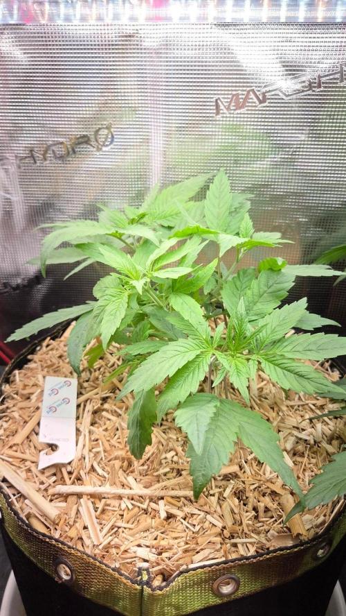 Blimburns Bubble Gum Sherb. Week 5 - Tag 40