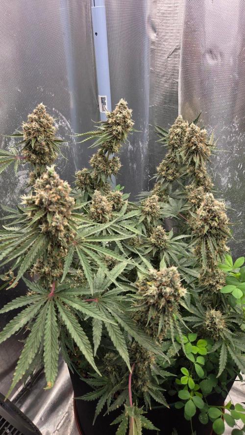 T.H.Seeds Bubble Banana Gum. Week 13 - Tag 92
Blütetag 57