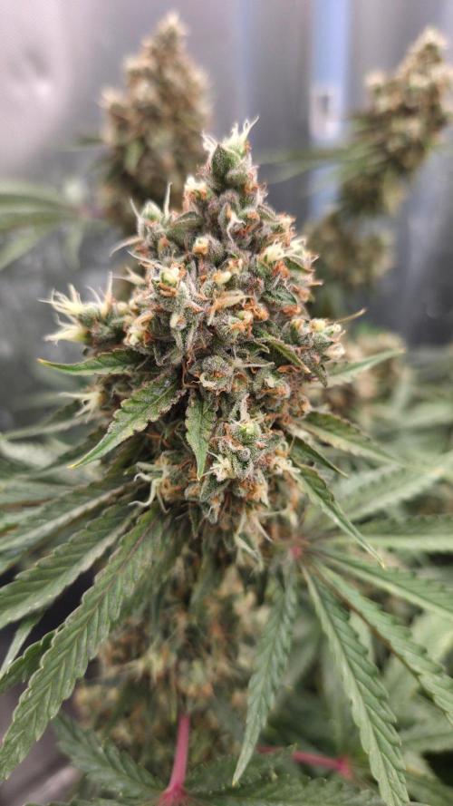 T.H.Seeds Bubble Banana Gum. Week 13 - Tag 92
Blütetag 57