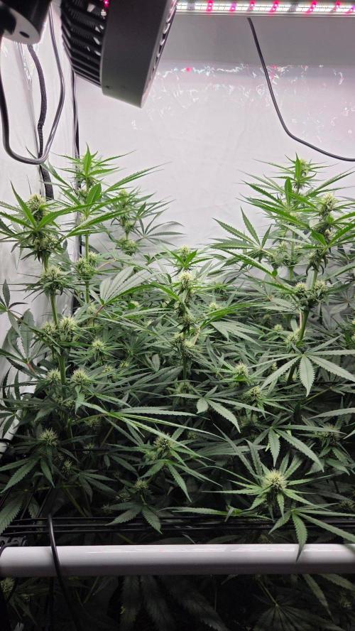 CCG / Sensi Malibu OG Gold. Week 9 - Tag 65
Blütetag 24