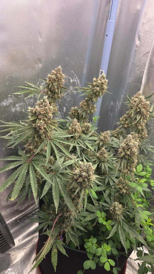 T.H.Seeds Bubble Banana Gum. Week 14