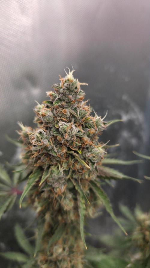 T.H.Seeds Bubble Banana Gum. Week 14