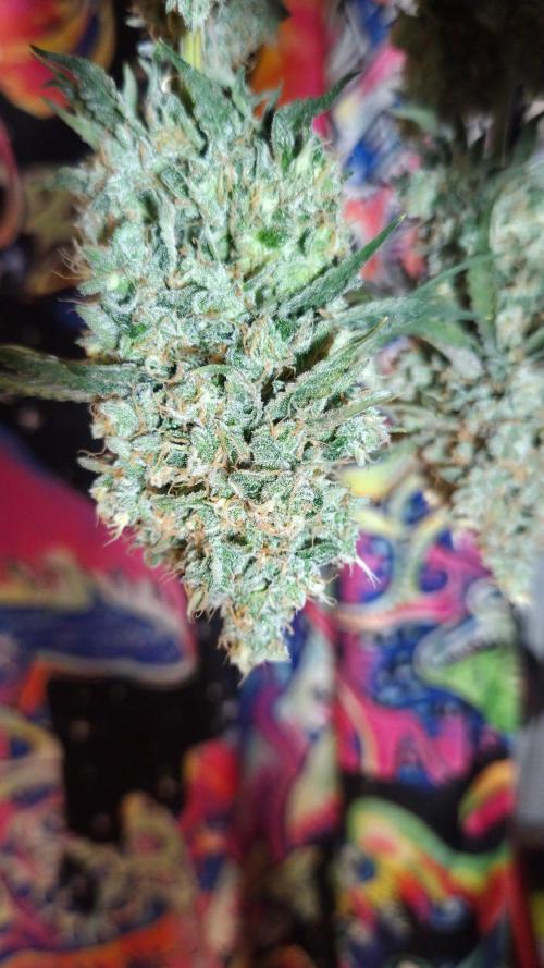 T.H.Seeds Bubble Banana Gum. Week 14