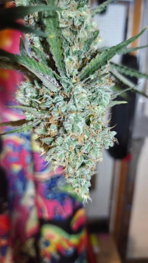 T.H.Seeds Bubble Banana Gum. Week 14
