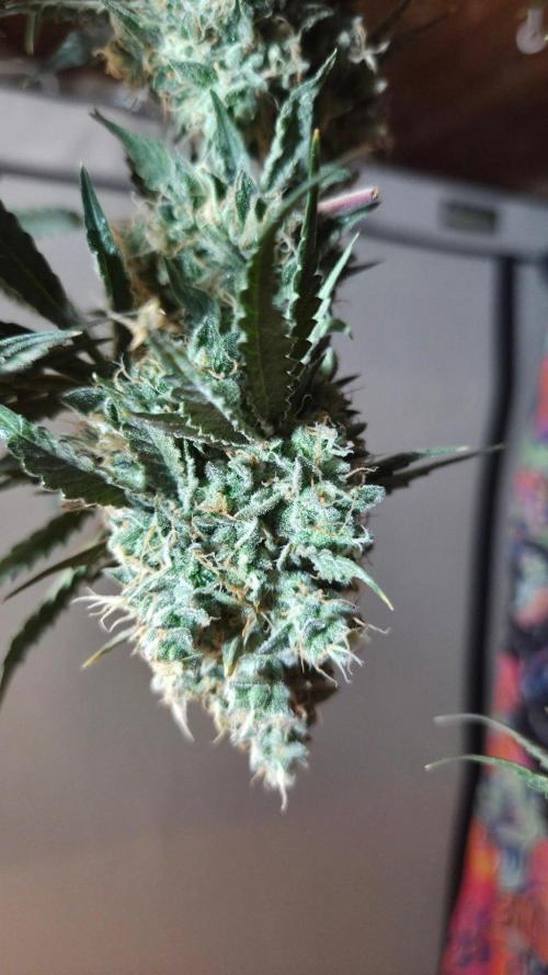 T.H.Seeds Bubble Banana Gum. Week 14